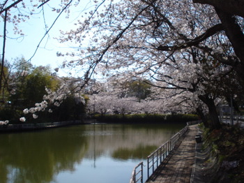 桜　日本池